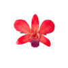Real Orchid Hair Clip - Red - Devi & Co